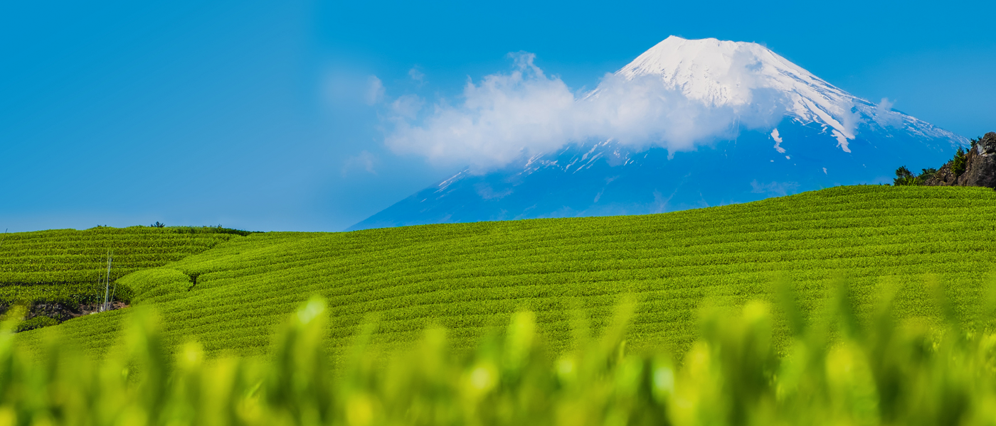 富士山とお茶畑